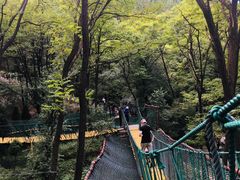 -原山国家森林公园