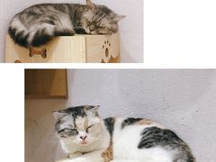 -猫色咖啡·猫咖