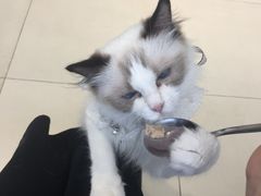 -怪兽屋·羊驼·猫咖·狗咖(俊华广场店)