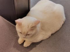 -飞行喵MR PILOT|猫舍·猫咖(静安大融城店)