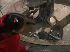 -萌宠奇缘