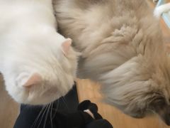 -MOYOYO猫咪咖啡店