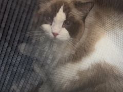 -瑞派康怡24h宠物医院·犬猫医疗中心·微创绝育(瑞景分院)