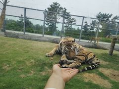 -西霞口神雕山野生动物世界