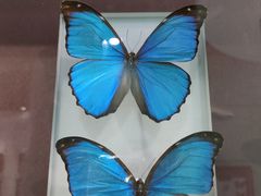 -上海昆虫博物馆