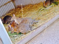 -费瑟代尔野生动物园