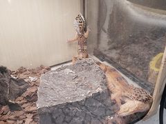 -momokira米努特·德文卷毛猫·棉花面纱犬