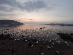 -烟墩角天鹅湖