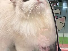 -FAELING PETS美天灵宠物(合生汇店)