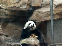 -成都动物园