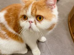 -飞行喵MR PILOT|猫舍·猫咖(静安大融城店)