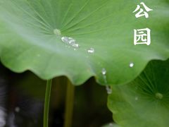 -莘庄公园