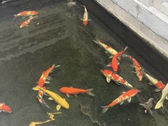 -鲤院·新中式美学·庭院餐厅(夫子庙店)