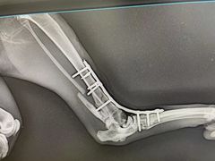 -邢大夫动物医院