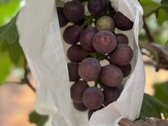 -马陆小张葡萄园农家乐