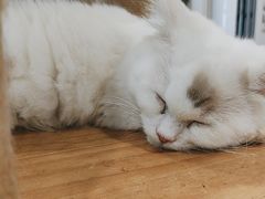 -楼上猫咖(罗湖店)