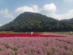 -广州市石门国家森林公园