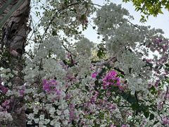 -深圳国际园林花卉博览园