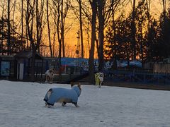 -宠乐会宠物乐园