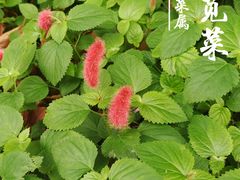 -中国科学院华南植物园