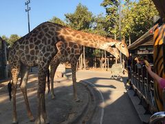 -清迈夜间动物园