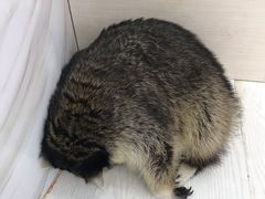 -浣熊柯尔鸭土拨鼠·电玩咖