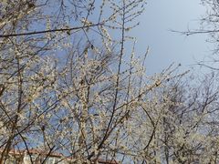 -桃花堤公园