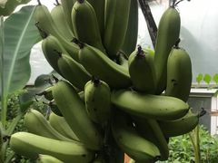 -呀路古热带植物园
