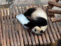-沈阳森林动物园