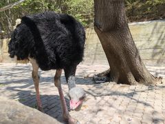 -燕塞湖鸟语林景区