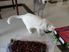 -BABIT巴比特宠物(MOMOPARK店)