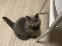 -伟伟宠物医院·CT影像中心·瑞派犬猫综合性门诊(汉口总院)
