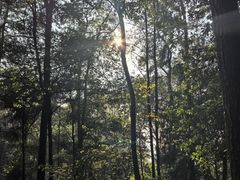 -铁山坪森林公园