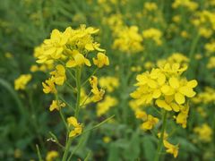 -鴜鹭湖生态旅游度假区