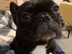-多乐狗狗宠物训练工作室