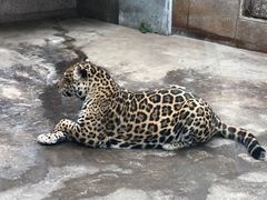 -西安秦岭野生动物园