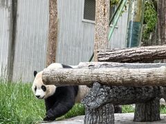 -卧龙中华大熊猫苑神树坪基地