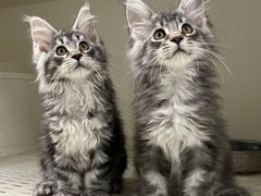 -lincat·猫舍(广州店)