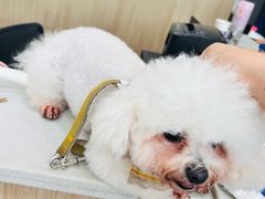 -宠颐生动物医院·猫科·心脏科(海口分院)