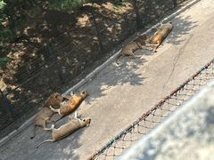 -大连森林动物园