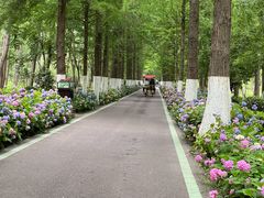 -合肥滨湖国家森林公园