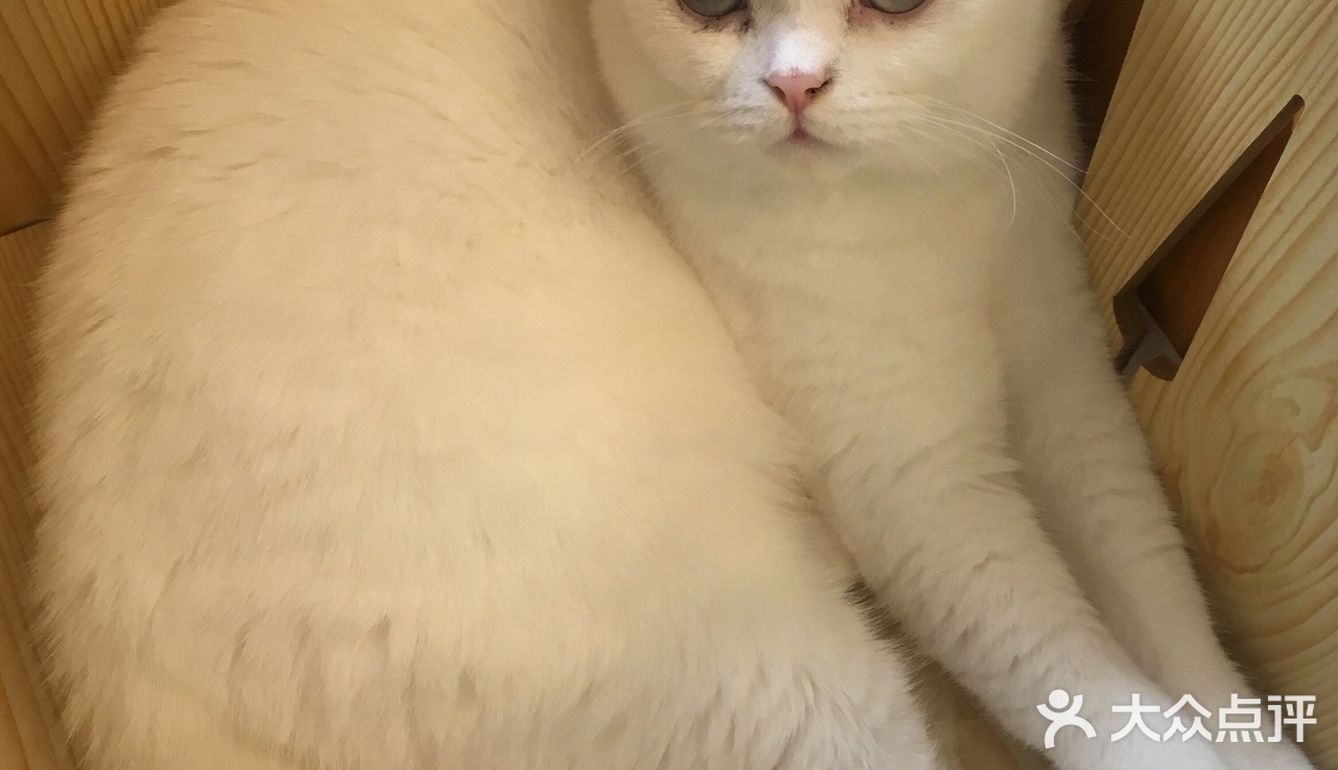 尤其是在自己忙碌一天休息的时候撸个猫解个乏