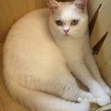 尤其是在自己忙碌一天休息的时候撸个猫解个乏