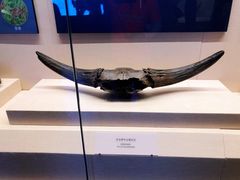 -呼伦贝尔民族博物馆