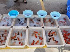 -中环花鸟鱼虫市场