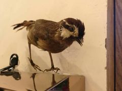 -北京老门框爆肚涮肉馆(凤城六路店)