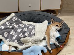 -喜多萌中农锦绣动物医院24H·猫科·牙科MRI·CT