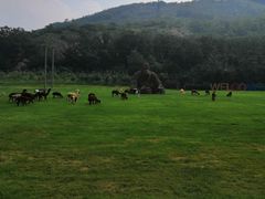 -大连铭湖国际观光牧场