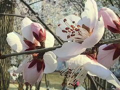 -桃花堤公园