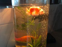 -远洲凤凰山庄臻味全日餐厅